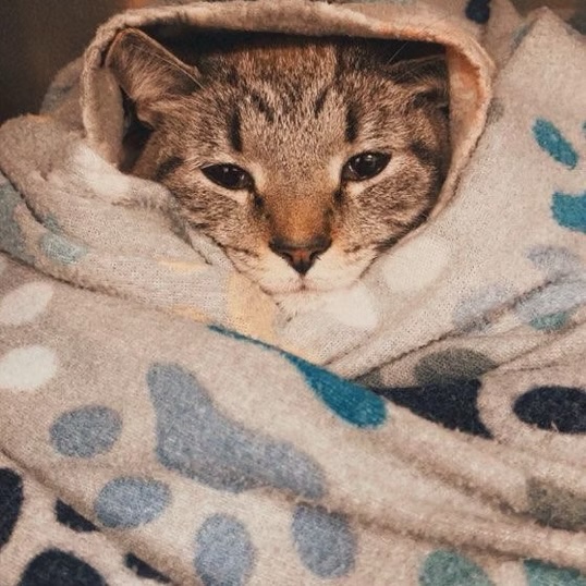Tabby cat wrapped snugly in a polka dot blanket during a veterinary stay in Bluffton