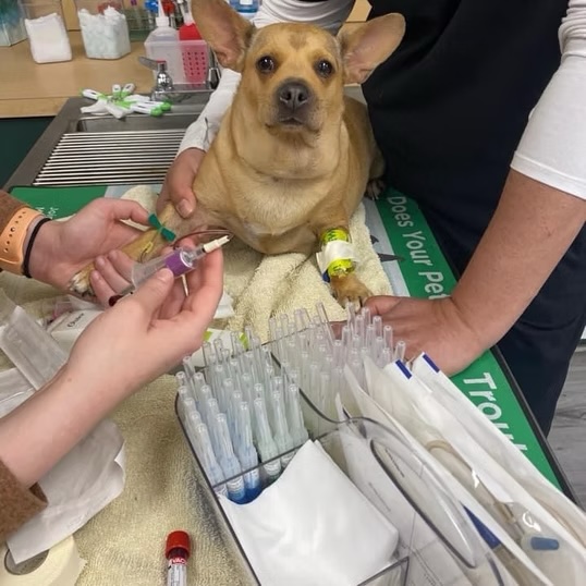 Veterinary staff collecting blood samples from a calm dog on an exam table in Bluffton