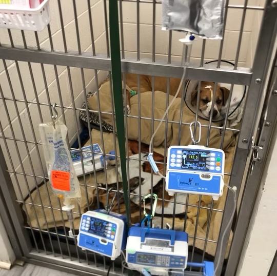 Dog resting in a hospital kennel connected to IV fluid pumps and monitoring equipment in Bluffton