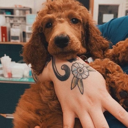 Fluffy golden doodle puppy being held by a veterinary technician during a clinic visit in Bluffton