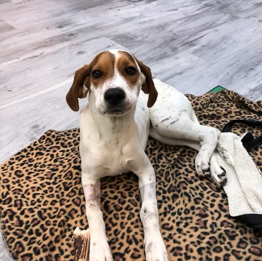 Brown and white hound dog resting calmly on a leopard print blanket at a veterinary clinic in Bluffton