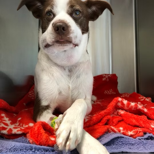 Brown and white puppy with an IV catheter resting on a blanket in a veterinary kennel in Bluffton