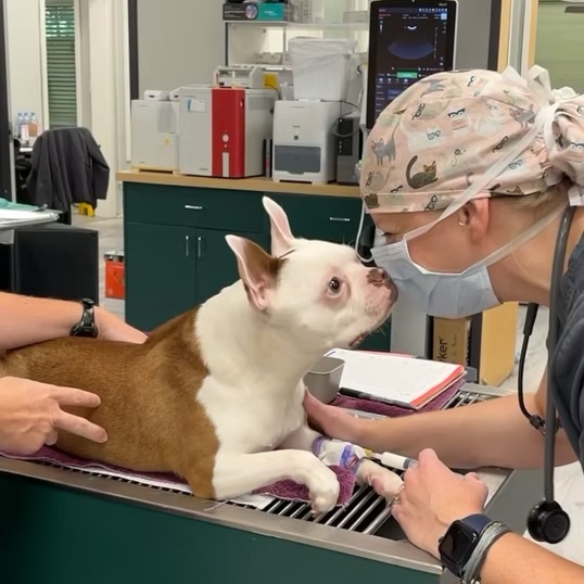 Masked veterinarian leaning in to examine a Boston terrier on an exam table at a veterinary clinic in Bluffton