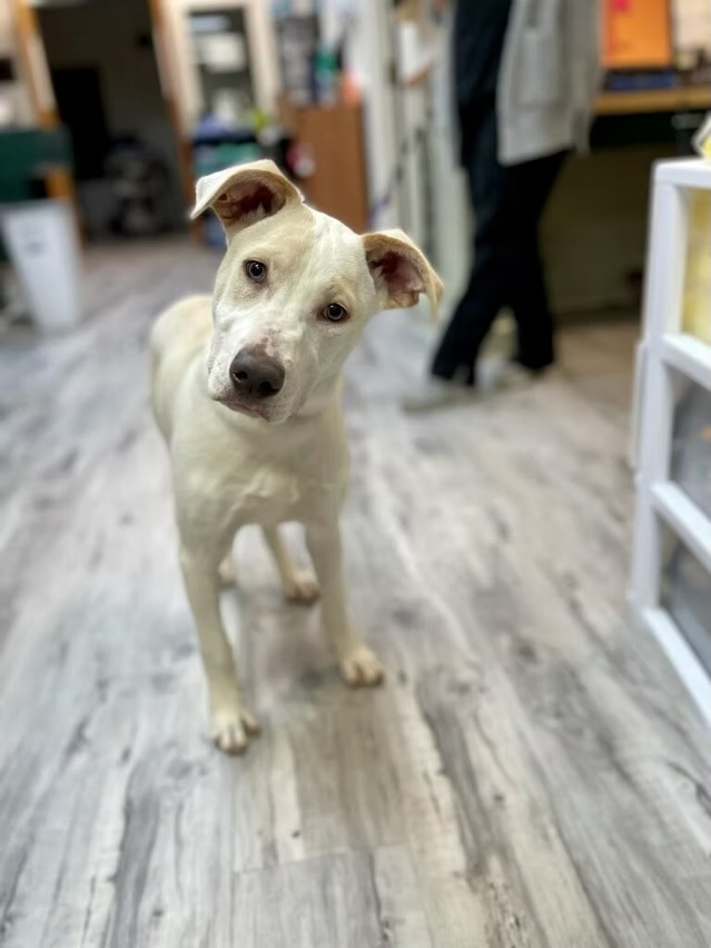 White mixed-breed dog standing confidently in a veterinary clinic hallway in Bluffton